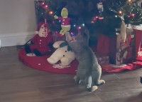 一足早いクリスマスプレゼント？猫がクリスマスツリーのオーナメントのひとつにおててを伸ばして・・もらっていっちゃった！！【アメリカ・動画】