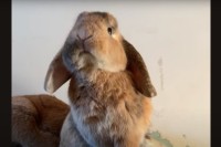 ウサギだってあくびをします！大きく口を開いた豪快なあくびがかわいい！！【海外・動画】