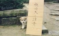 確かにこれは注意しなくては！「秋田犬に注意」と書かれた看板の横には可愛すぎて危険な子犬がひょっこり