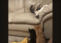 ソファに寝転がるビーグルを見つめる猫たち。ときどき猫パンチをしてちょっかいをかけています！！