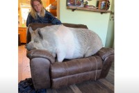 ヨイショ・・とソファにのぼる体の大きなブタ。頑張ってのぼった後にくつろぐ姿がかわいい！！【アメリカ・動画】