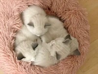 急に静かになったと思ったら・・。元気な子猫たちが猫団子になって眠る姿がかわいすぎる！！