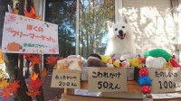 たくさん買ってあげたくなっちゃう！愛犬目線のフリーマーケットに購入希望者殺到！？