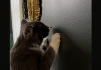 前世は大工？猫が壁に打たれた釘を引き抜こうとひっぱる！！【アメリカ・動画】