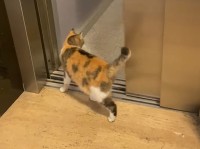もしかして乗り慣れてる？猫がエレベーターに乗ってフロア移動！！【海外・動画】