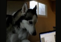 ハスキー犬はかまって欲しい？？飼い主さんが作業しているノートパソコンを閉じちゃった！！【アメリカ・動画】