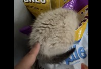 ペットフードの袋からあふれるモフモフ。どうやら食いしん坊が潜り込んでいるみたい！！【アメリカ・動画】