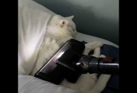 爆音も気にならないほど熟睡中？ベッドで眠る猫を掃除機でブラッシング！！【アメリカ・動画】