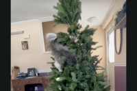 飾り付け前のクリスマスツリーにさっそくオーナメントが・・。違います、猫が潜り込んでいます！！【海外・動画】