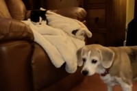 ビーグル犬はブランケットでお昼寝したい？ソファにいる猫ごとブランケットをめいっぱい引っ張った！！【海外・動画】