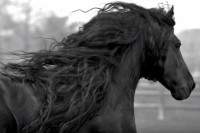 漆黒の鬣をなびかせる世界一美しい馬！フレデリック・ザ・グレート