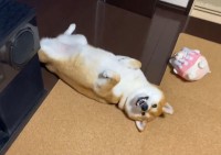 ヘソ天している姿がかわいい！柴犬は触ってアピールで寝転がり中！！