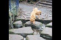 小川を渡りたいボーアボールの子犬たち。飛び石を伝って移動するのも怖いのか、足がすくんでいます！！【海外・動画】