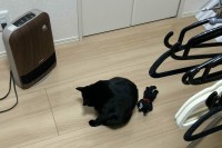 洗濯物を干すためヒーターを移動させたら・・。猫もお気に入りのぬいぐるみと一緒に移動してきた！
