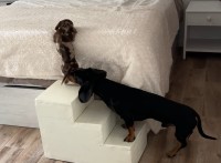 ナイスアシスト！ベッドの上に行きたい子犬をダックスフンドが後ろから押してあげています！！【海外・動画】