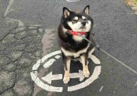 『ある路面標示』をしっかり守っている柴犬の姿が話題に！「道路交通法を理解されてますね」