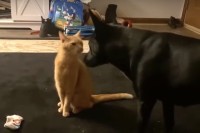 猫は武術の達人？遊んでほしくて顔を寄せてきた犬にハグしたと思ったら・・、まさかの行動に！！【アメリカ・動画】