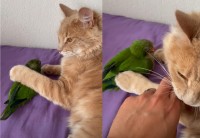インコをぎゅっと抱きしめている猫。大好きなインコから絶対に離れたくないようで・・【海外・動画】