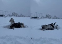 ふかふかの雪の上で転がってはしゃぐ馬。「雪上ゴロリスト」がかわいすぎる！