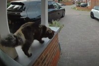 この猫賢すぎる！外出していた猫が玄関に。自分でドアベルを鳴らすと「ただいま。お家に入れて」と催促した！？