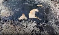 助かってよかった！廃棄されたアスファルト補修ゴムに埋まってしまった犬を救出