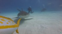 サメに食べられた気分！？海底に設置したカメラを・・サメがパクっと口に入れちゃった！！【海外・動画】