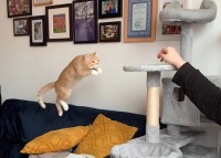 キャットタワーに向かって子猫が元気にジャンプ！高さが足りないと思いきや・・狙い通り？？【海外・動画】