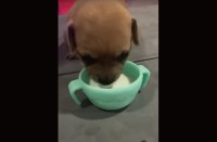 ミルクをカップから飲む子犬。ところが夢中になりすぎたみたい！！まさかのハプニングが【海外・動画】