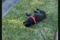 絶対に歩きたくない！？おさんぽ中のブルドッグが芝生に寝転がり・・引きずられても起き上がらない！！【海外・動画】