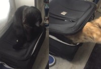 黒猫の悪いイタズラ。黒猫が乗るスーツケースがガタガタ揺れていると思ったら・・中に猫が【海外・動画】