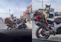駐車場で隣り合わせたバイクを見たらビックリ！クールなハスキー犬が！！【アメリカ・動画】