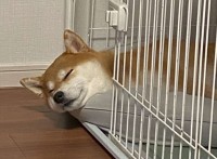「守りたいこの寝顔」ゲージからはみ出し眠る柴犬。ぐっすりなその寝顔がかわいすぎる！