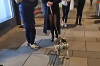 女性が犬を散歩させていると思ったら・・。リードの先にいるのはロボット犬！？【海外・動画】