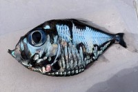 「これってなんて魚ですか？」とある漁港で取れたレアな深海魚。その姿に多くの反響の声が！！【キモコワカワ】