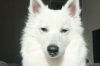 「お散歩行こっか！」って言ってからゴロゴロしてたら・・。愛犬が向けていた表情がチベットスナギツネのようだと話題に！！