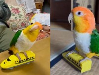 おじいちゃんと一緒に電車ごっこ！楽しく遊ぶシロハラインコがかわいすぎる！