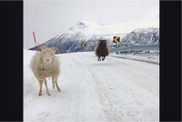 山道を散歩するヒツジたち。雪も降ってテンションが上がっているのか、ぴょんぴょん跳ねているのがかわいい！！【海外・動画】