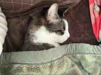 「このまま川の字で寝ます」一足先にベッドを占拠していた猫。飼い主さんが一緒に寝ることに決めたその姿がかわいすぎる！！