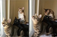 窓の外の小鳥と猫達が会話？確実に何かの会話を交わしている瞬間を捉えた映像がかわいい！