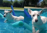 プールでぷかぷか。スールスティックを上手に使って、犬が優雅に浮いている！【海外・動画】