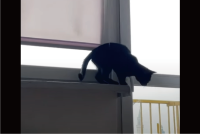 窓辺でジャンプしようとした猫にハプニング！おりるにおりられなくなったまさかの理由とは！！【海外・動画】