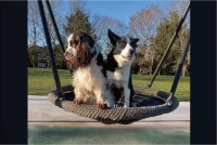 ブランコが大好きな愛犬たち。公園で見つけるとさっそく2匹で飛び乗った！！【海外・動画】