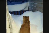 玄関前に積もった雪。雪かきも大変そうと思ったら・・愛犬が雪に向かってダイブ！！【海外・動画】