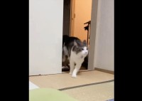 猫の俊敏な動きにビックリ！壁を使いこなしたアクロバティックなジャンプを披露！！