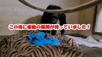 感動の映像！帝王切開で出産したチンパンジーが2日越しにわが子に初対面！果たして我が子と気付けるのか！？