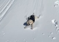 子犬がスノーボードになっちゃった！？腹ばいになって雪の降った丘を下るゴールデンリトリバーがかわいい！！【海外・動画】