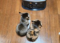 「今日も仲良く半分こ」ストーブの前で暖をとる2匹の猫。見上げてカメラ目線になる姿もかわいすぎる！！