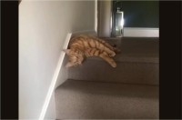 階段をだら～んと下る猫。寝ころんだまま溶けたようにずり落ちていくのがかわいい【海外・動画】