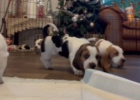 ちょこまか動き回るのがかわいいバセットハウンドの子犬たち。そのうち1匹がカメラを発見すると、驚きの行動に！！【アメリカ・動画】