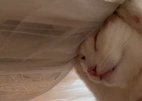 心地いい温度なのかな？お昼寝中の猫をよく見たら・・スゴい体勢で寝てる！！【海外・動画】